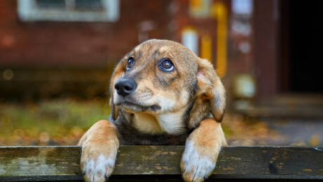 A homeless brown puppy with sad eyes is worth autumn on bench on the street