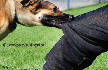 dogbite150615