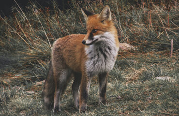 site-foxx