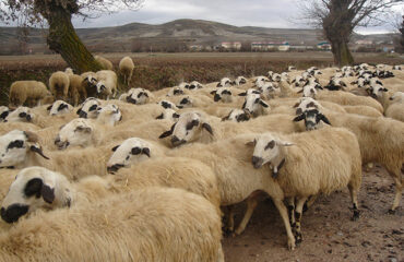 site-sheep1